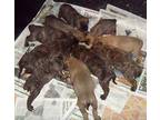 Bullmastiff puppies kc reg fawn and brindles. 9 FABULOUS....
